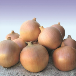 Cebula Sibir  Precision 250 000 nasion st